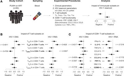 CCL5-Secreting Virtual Memory CD8+ T Cells Inversely Associate With Viral Reservoir Size in HIV‐1−Infected Individuals on Antiretroviral Therapy